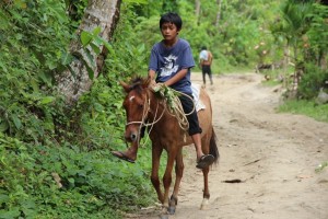 Locals use horses as means of transportation.