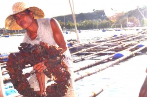 2.John Well’s father, Wilmer, checks oysters, which forms part of his daily routine